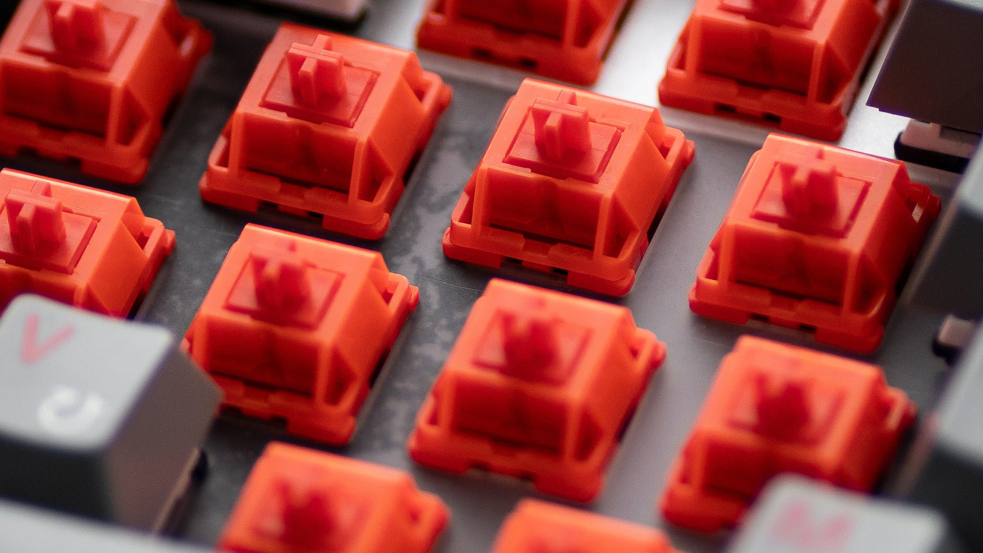 WS x HMX Arowana Switches